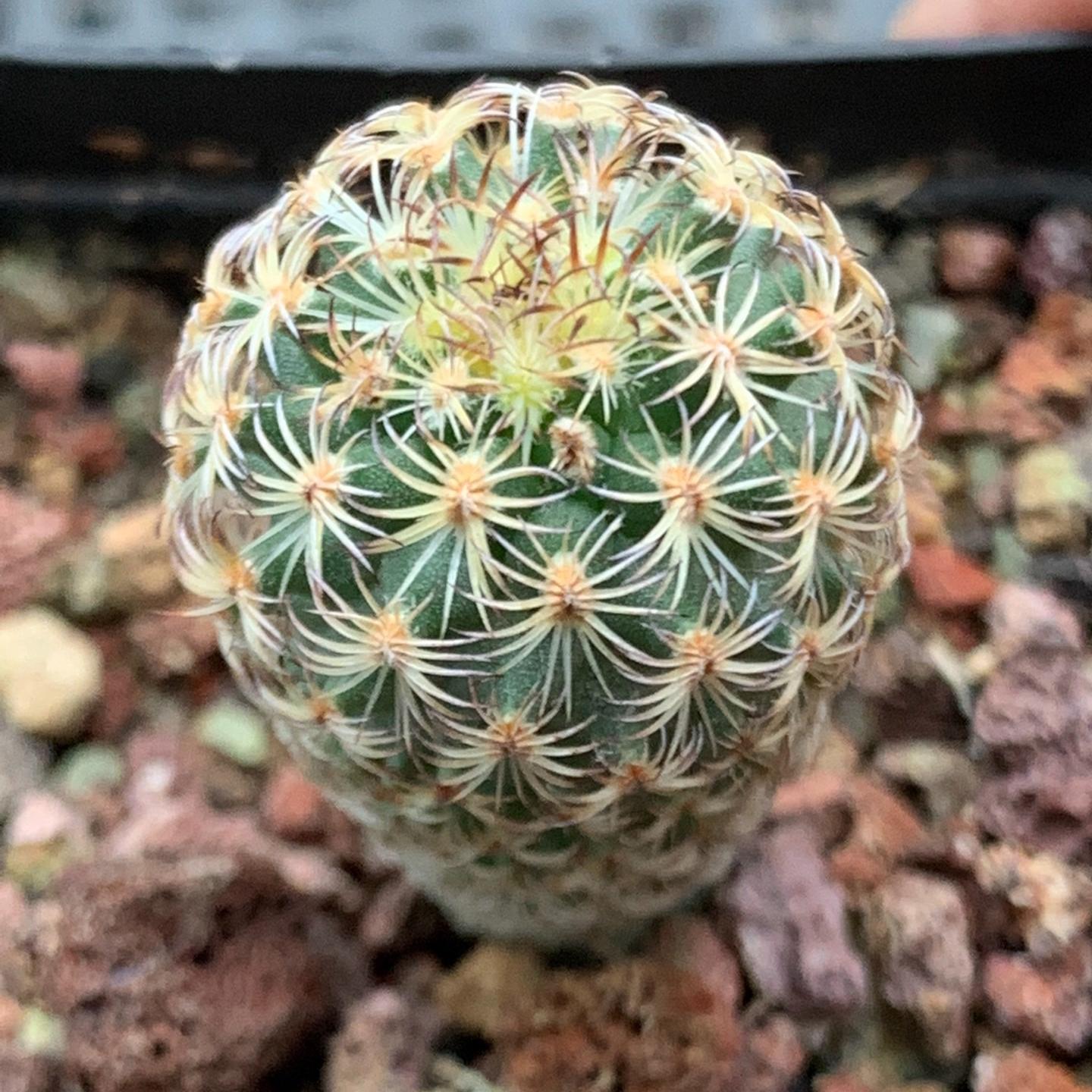 1.5-2cm Turbinicarpus saueri ssp. ysabelae