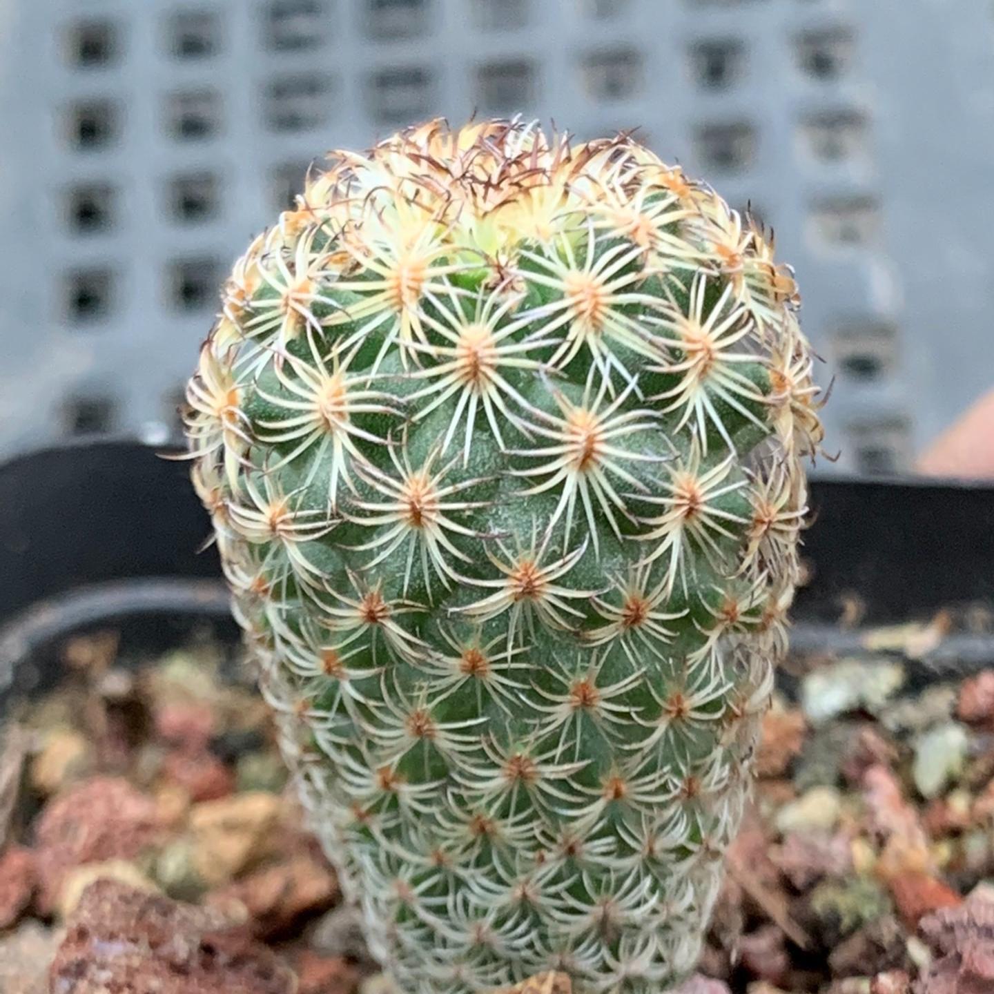 1.5-2cm Turbinicarpus saueri ssp. ysabelae