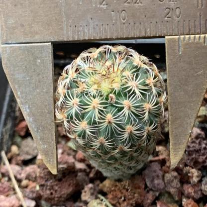 1.5-2cm Turbinicarpus saueri ssp. ysabelae