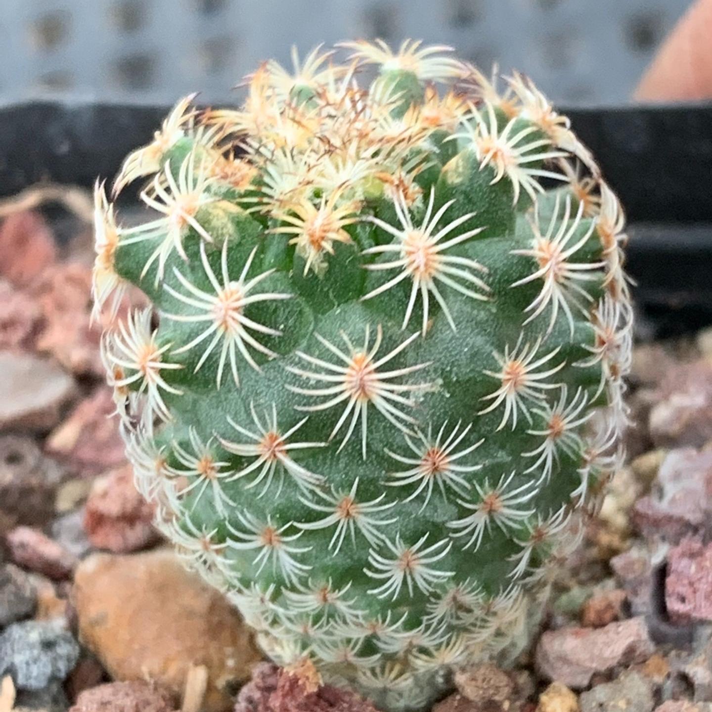 1.5-2cm Turbinicarpus saueri ssp. ysabelae