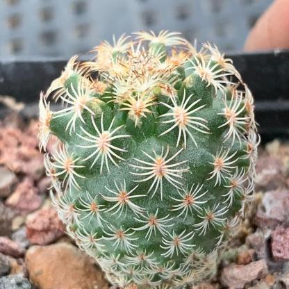 1.5-2cm Turbinicarpus saueri ssp. ysabelae