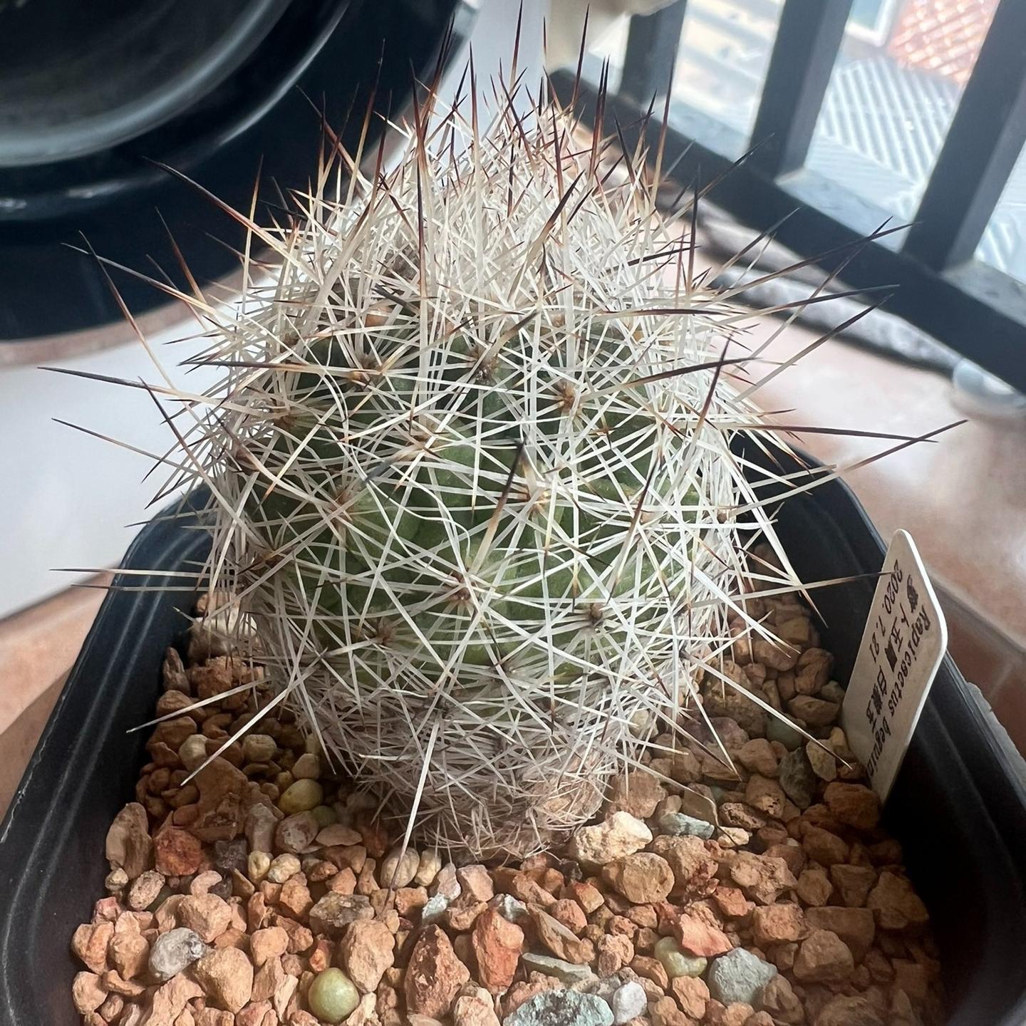 3-4cm Turbinicarpus mandragora ssp. beguinii
