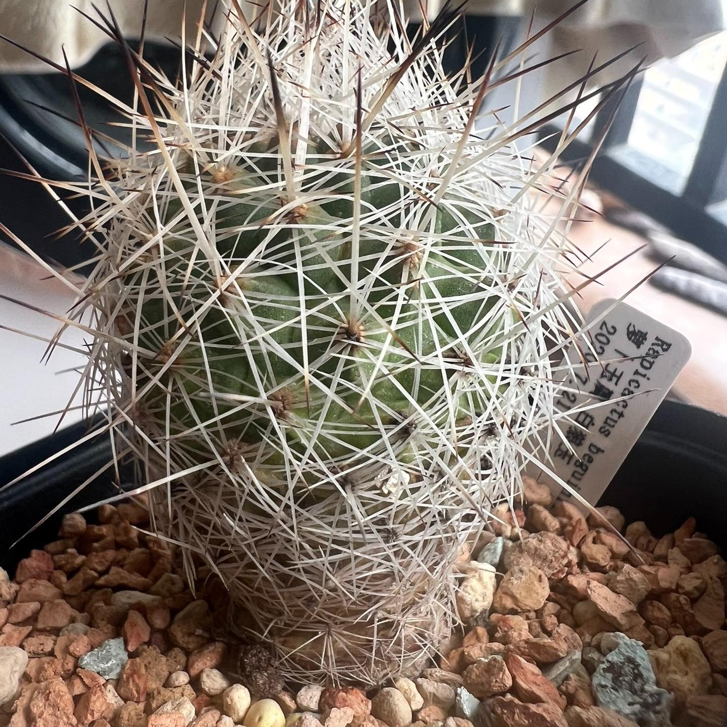 3-4cm Turbinicarpus mandragora ssp. beguinii