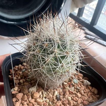3-4cm Turbinicarpus mandragora ssp. beguinii