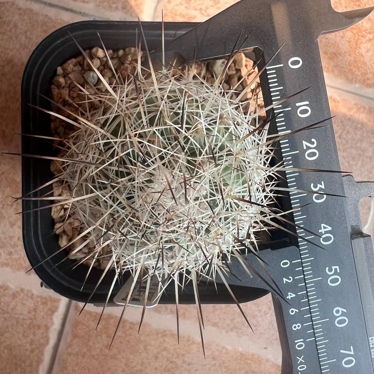 3-4cm Turbinicarpus mandragora ssp. beguinii