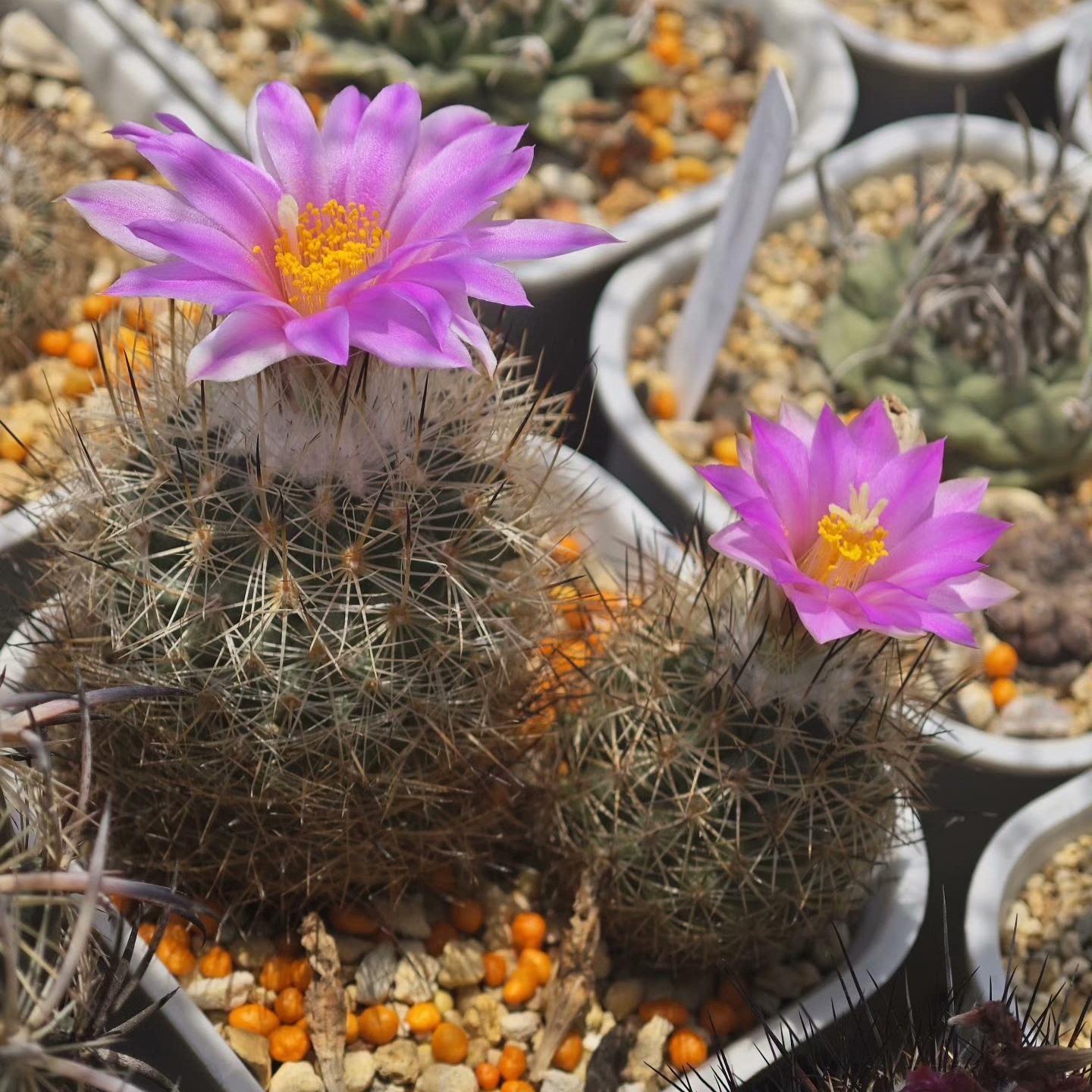 3-4cm Turbinicarpus mandragora ssp. beguinii