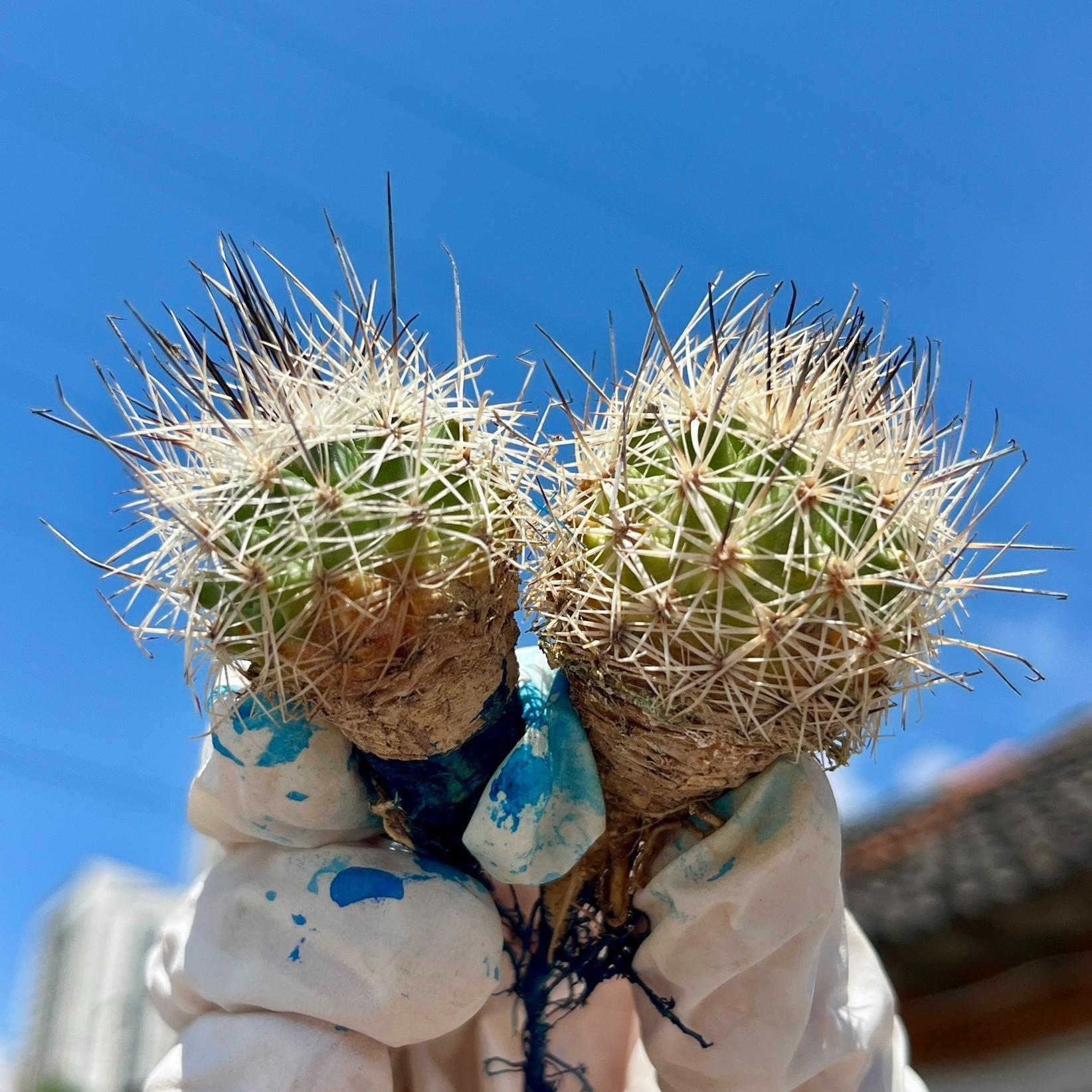 3-4cm Turbinicarpus mandragora ssp. beguinii