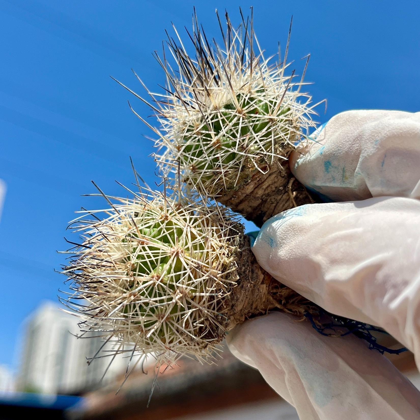 3-4cm Turbinicarpus mandragora ssp. beguinii