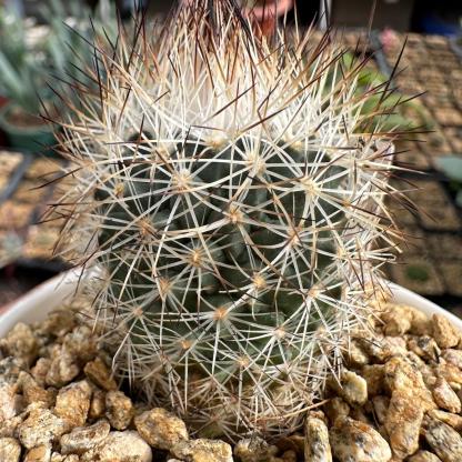 3-4cm Turbinicarpus mandragora ssp. beguinii