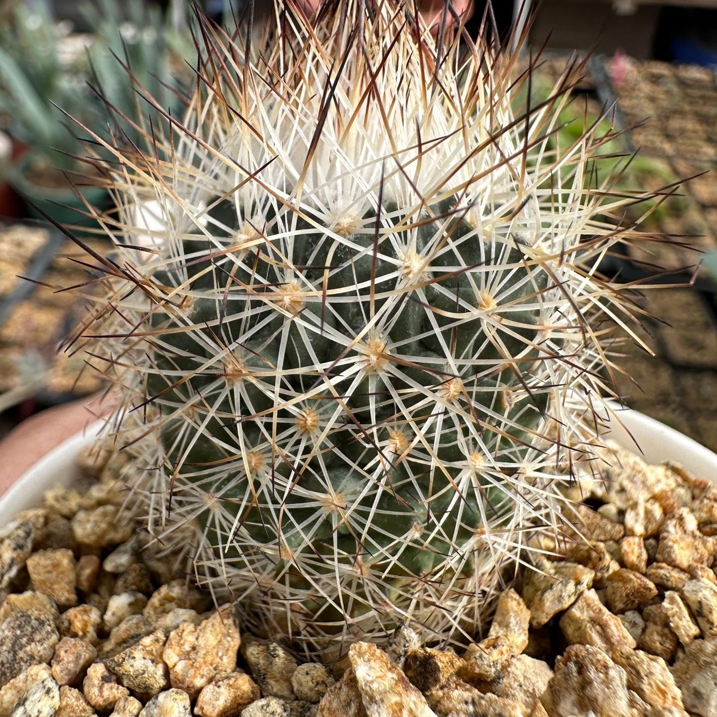 3-4cm Turbinicarpus mandragora ssp. beguinii