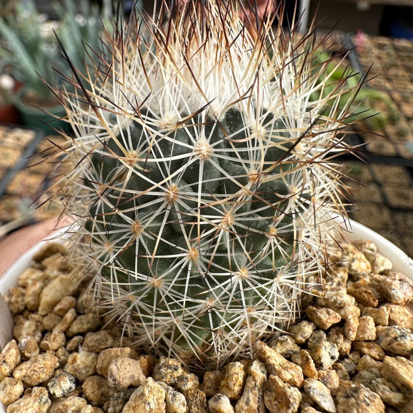 3-4cm Turbinicarpus mandragora ssp. beguinii