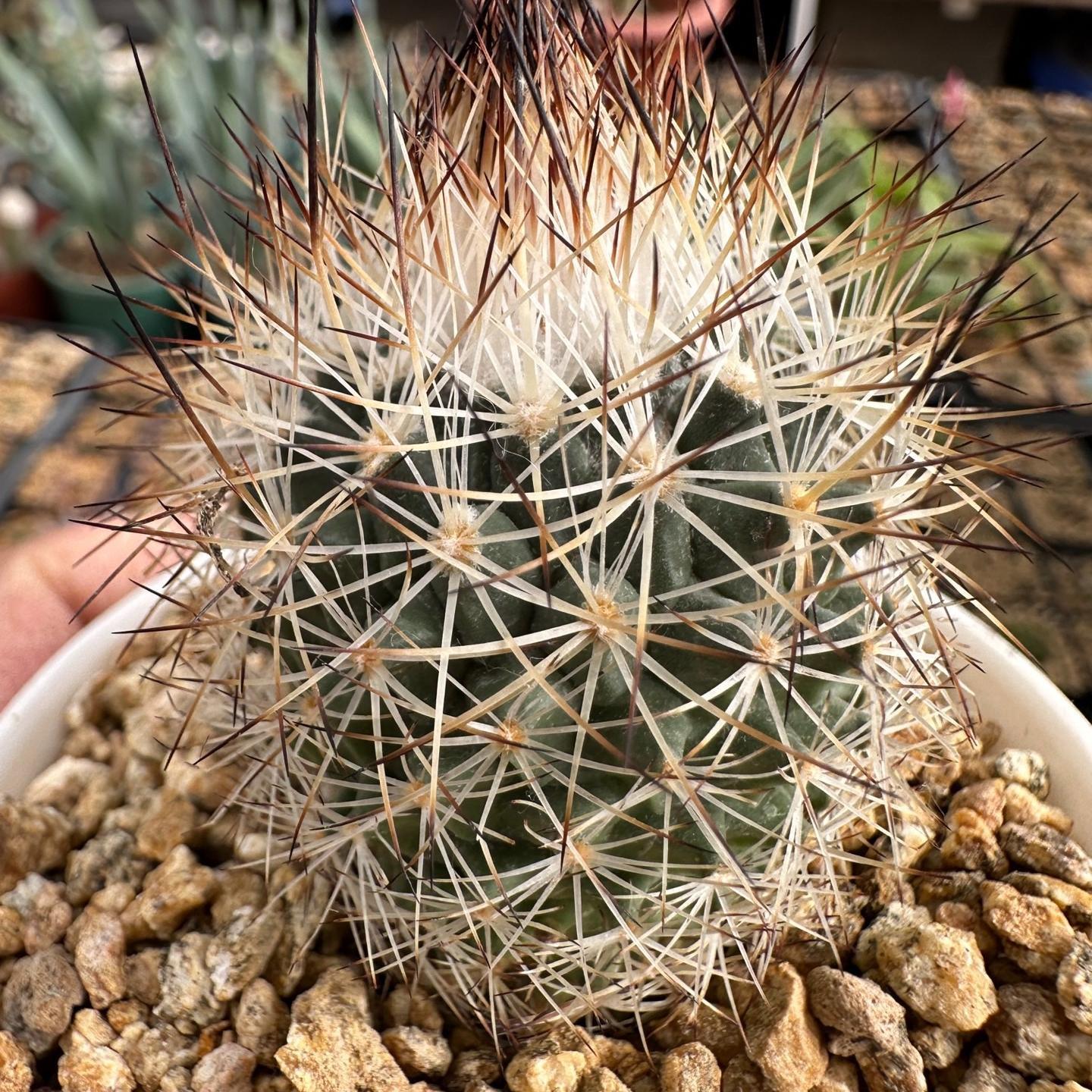 3-4cm Turbinicarpus mandragora ssp. beguinii