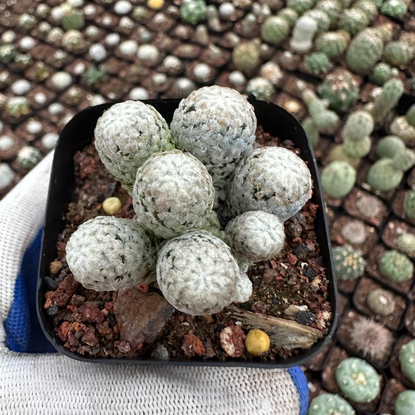 2-3cm Turbinicarpus valdezianus