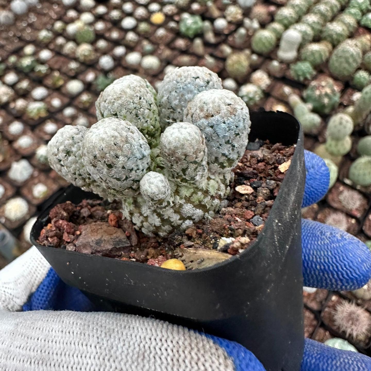 2-3cm Turbinicarpus valdezianus