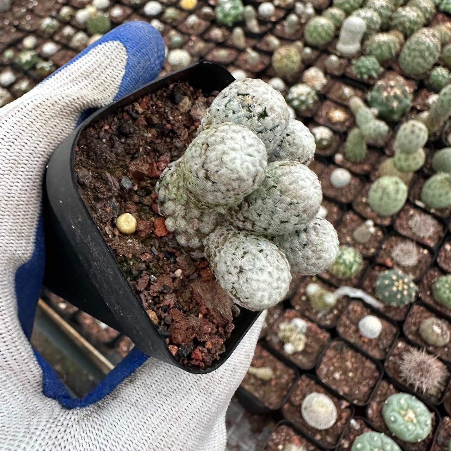 2-3cm Turbinicarpus valdezianus