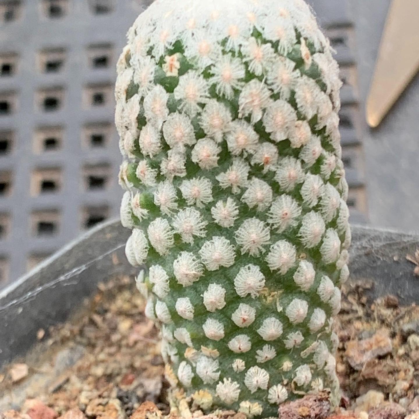 2-3cm Turbinicarpus valdezianus