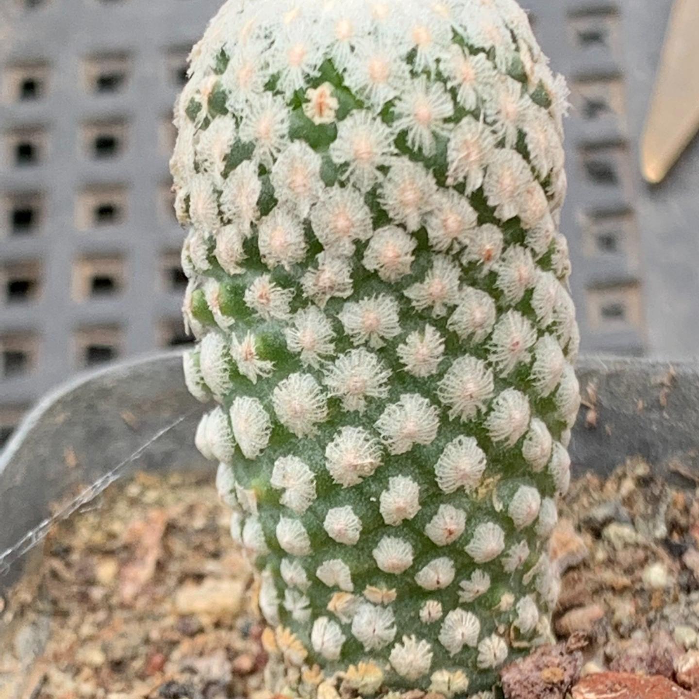 2-3cm Turbinicarpus valdezianus