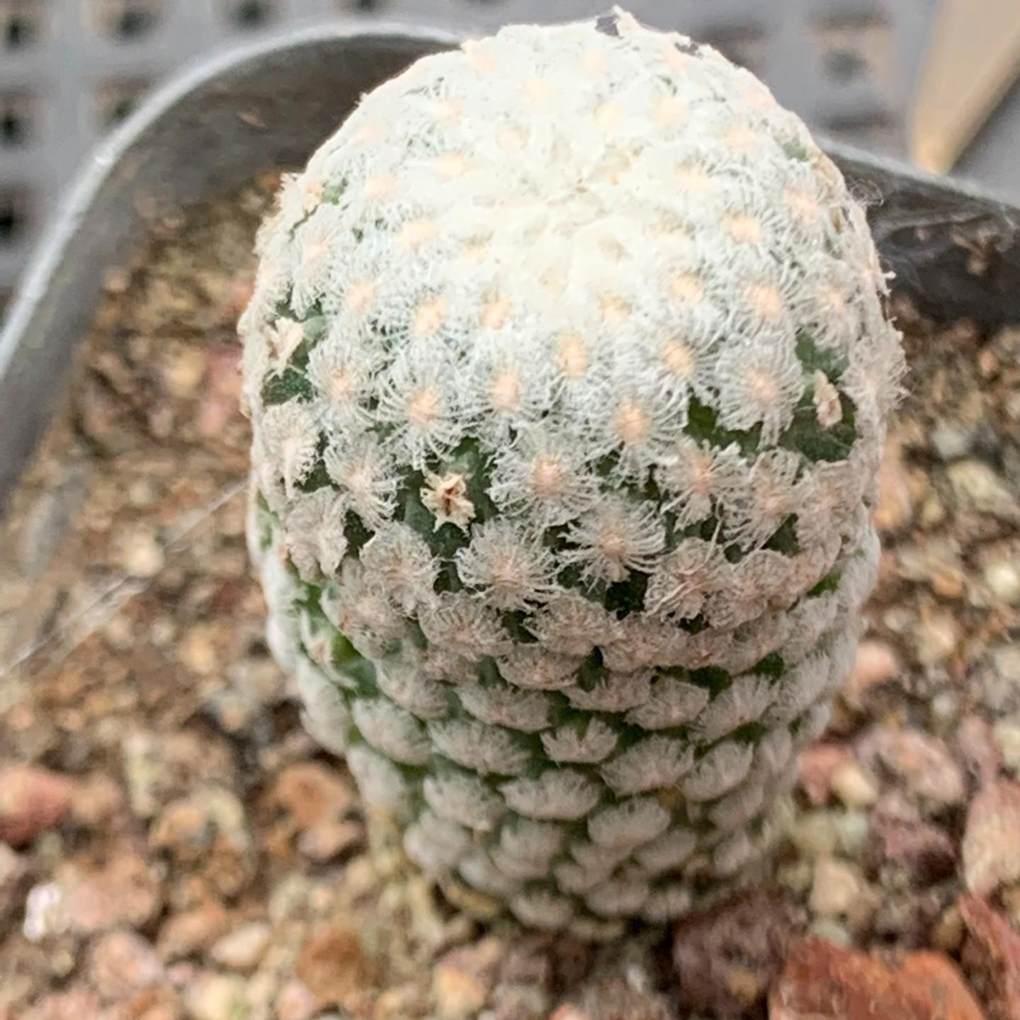 2-3cm Turbinicarpus valdezianus