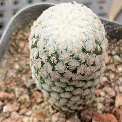 2-3cm Turbinicarpus valdezianus