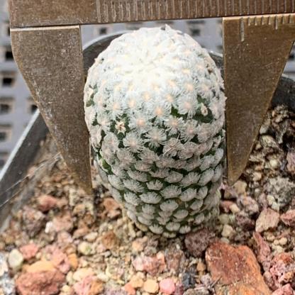 2-3cm Turbinicarpus valdezianus