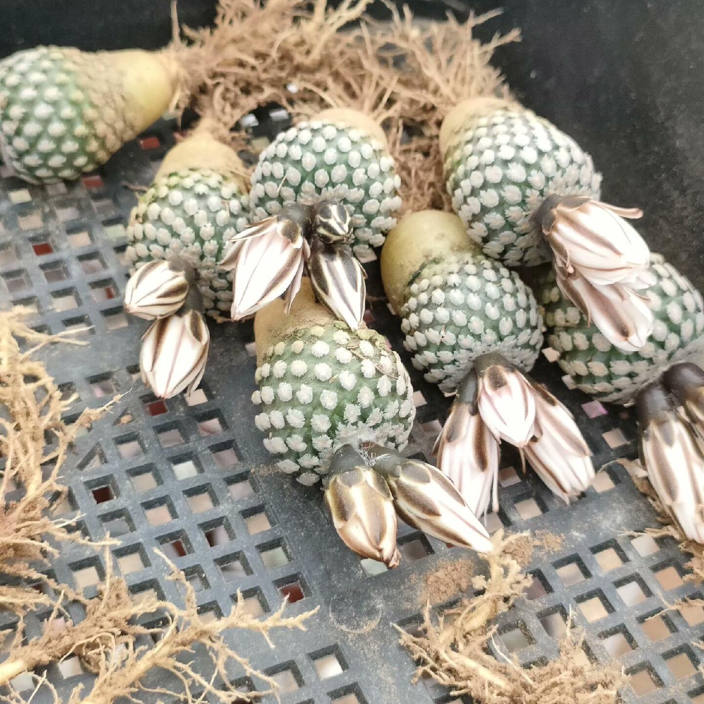 2-3cm Turbinicarpus valdezianus