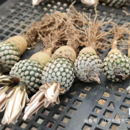 2-3cm Turbinicarpus valdezianus