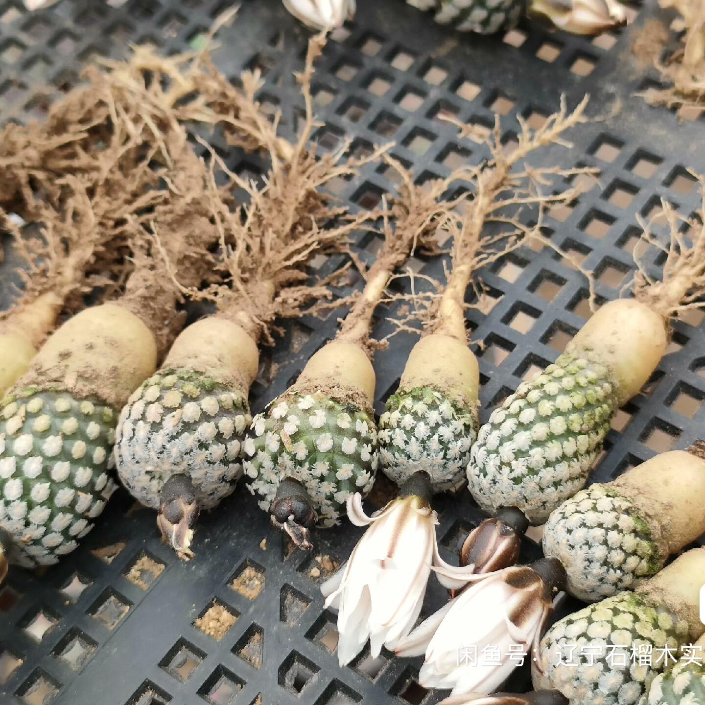2-3cm Turbinicarpus valdezianus