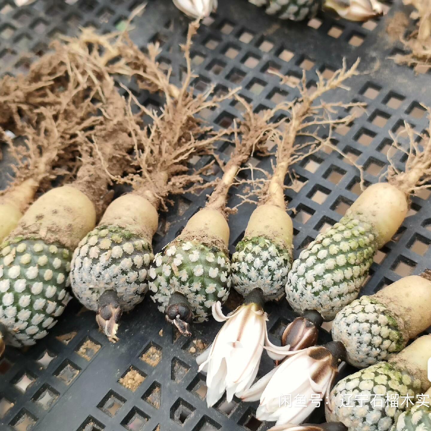 2-3cm Turbinicarpus valdezianus