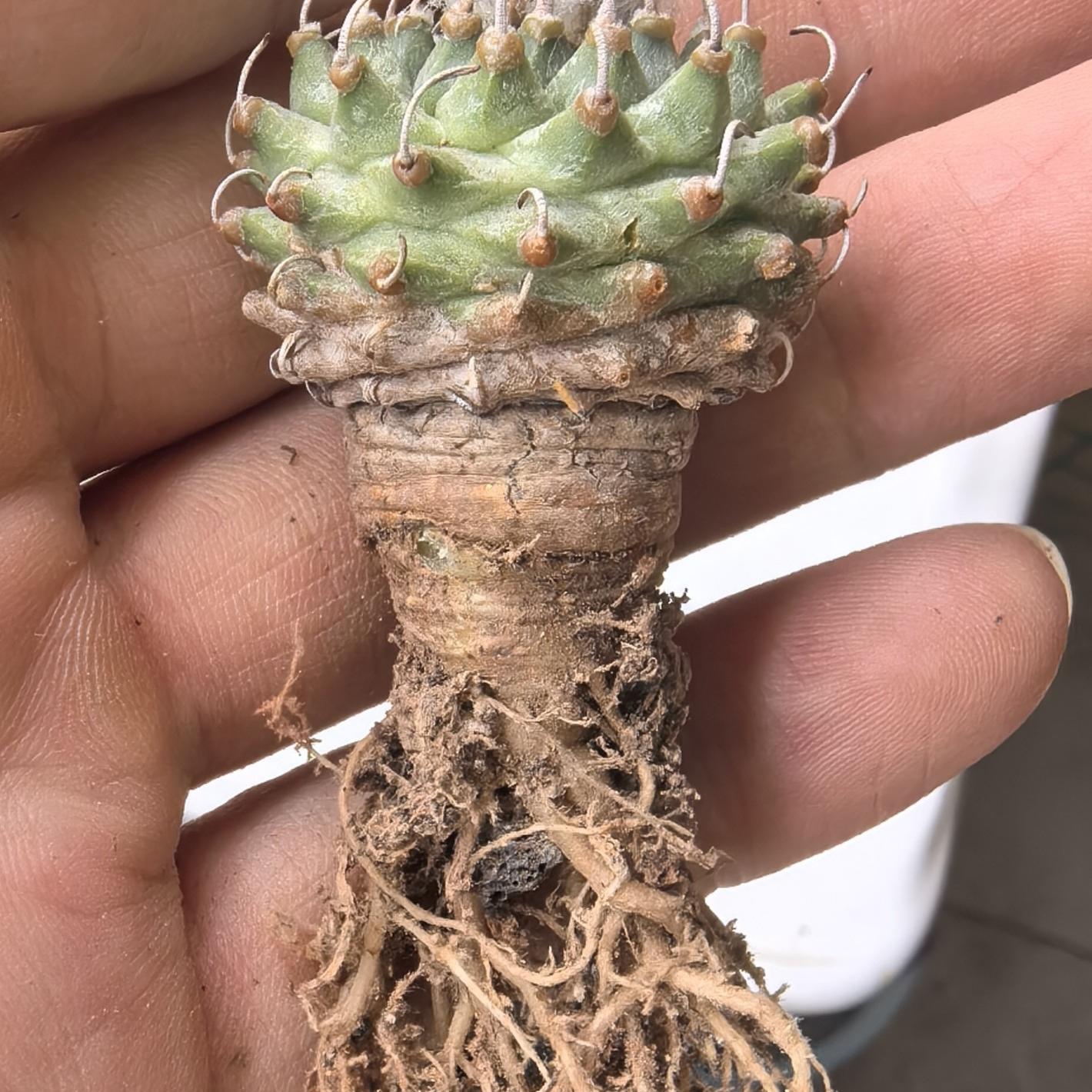 2-3cm Turbinicarpus schmiedickeanus ssp. andersonii