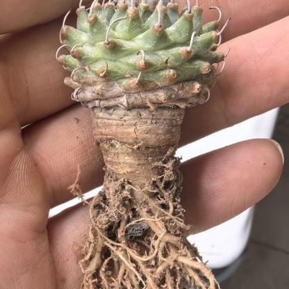 2-3cm Turbinicarpus schmiedickeanus ssp. andersonii