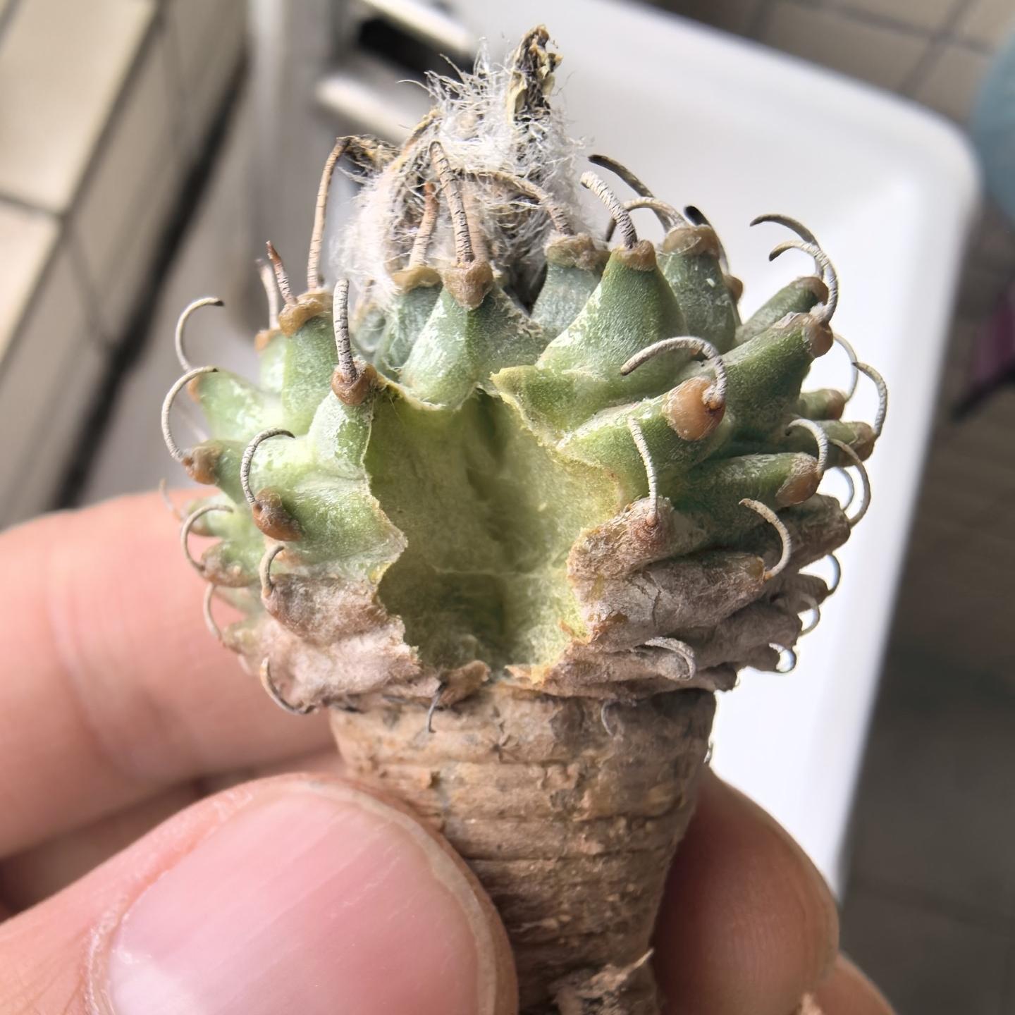 2-3cm Turbinicarpus schmiedickeanus ssp. andersonii
