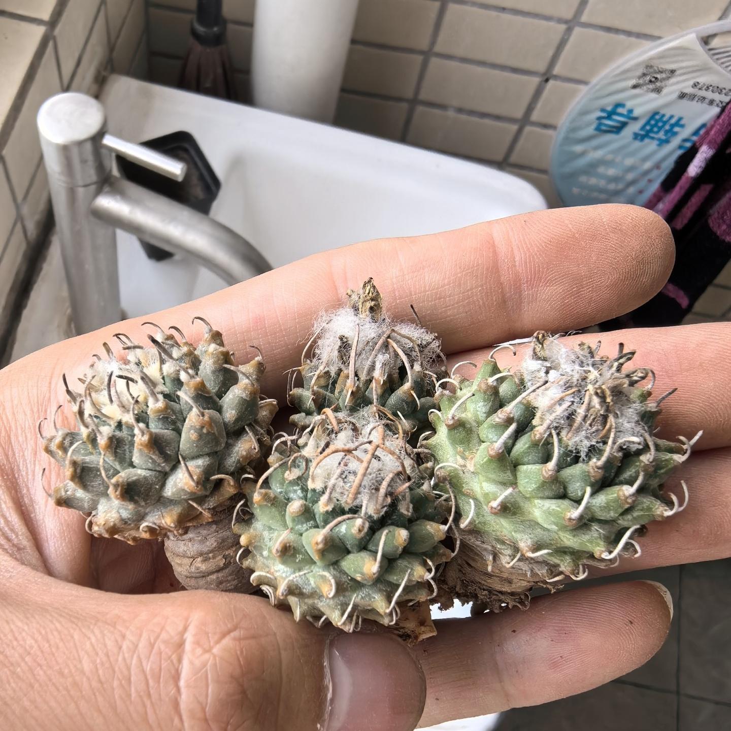 2-3cm Turbinicarpus schmiedickeanus ssp. andersonii