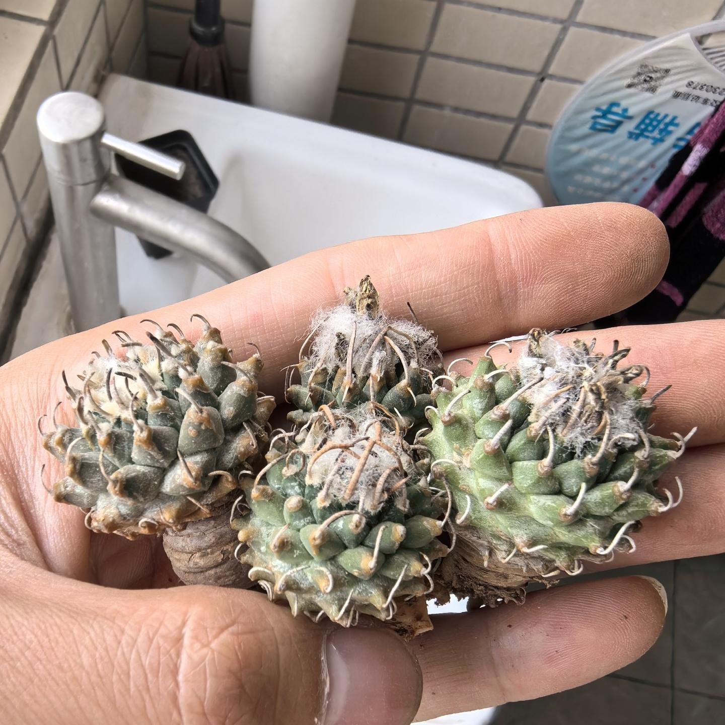 2-3cm Turbinicarpus schmiedickeanus ssp. andersonii