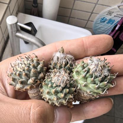2-3cm Turbinicarpus schmiedickeanus ssp. andersonii