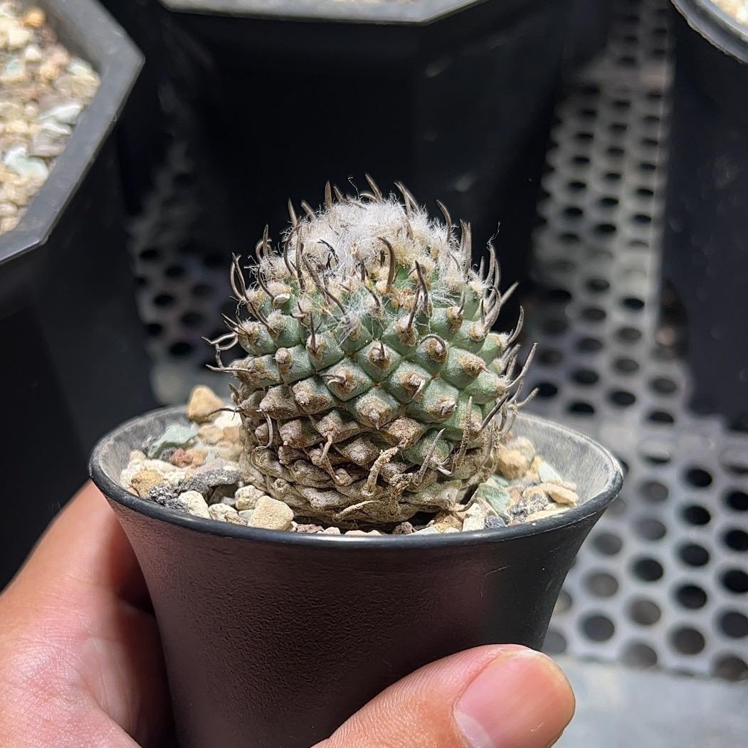 2-3cm Turbinicarpus schmiedickeanus ssp. andersonii