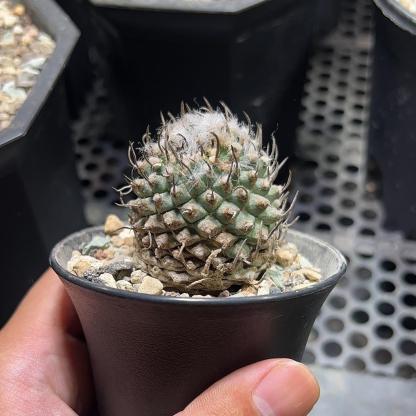 2-3cm Turbinicarpus schmiedickeanus ssp. andersonii