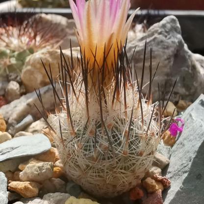1.5-2cm Turbinicarpus mandragora ssp. zaragozae