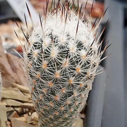 1.5-2cm Turbinicarpus mandragora ssp. zaragozae