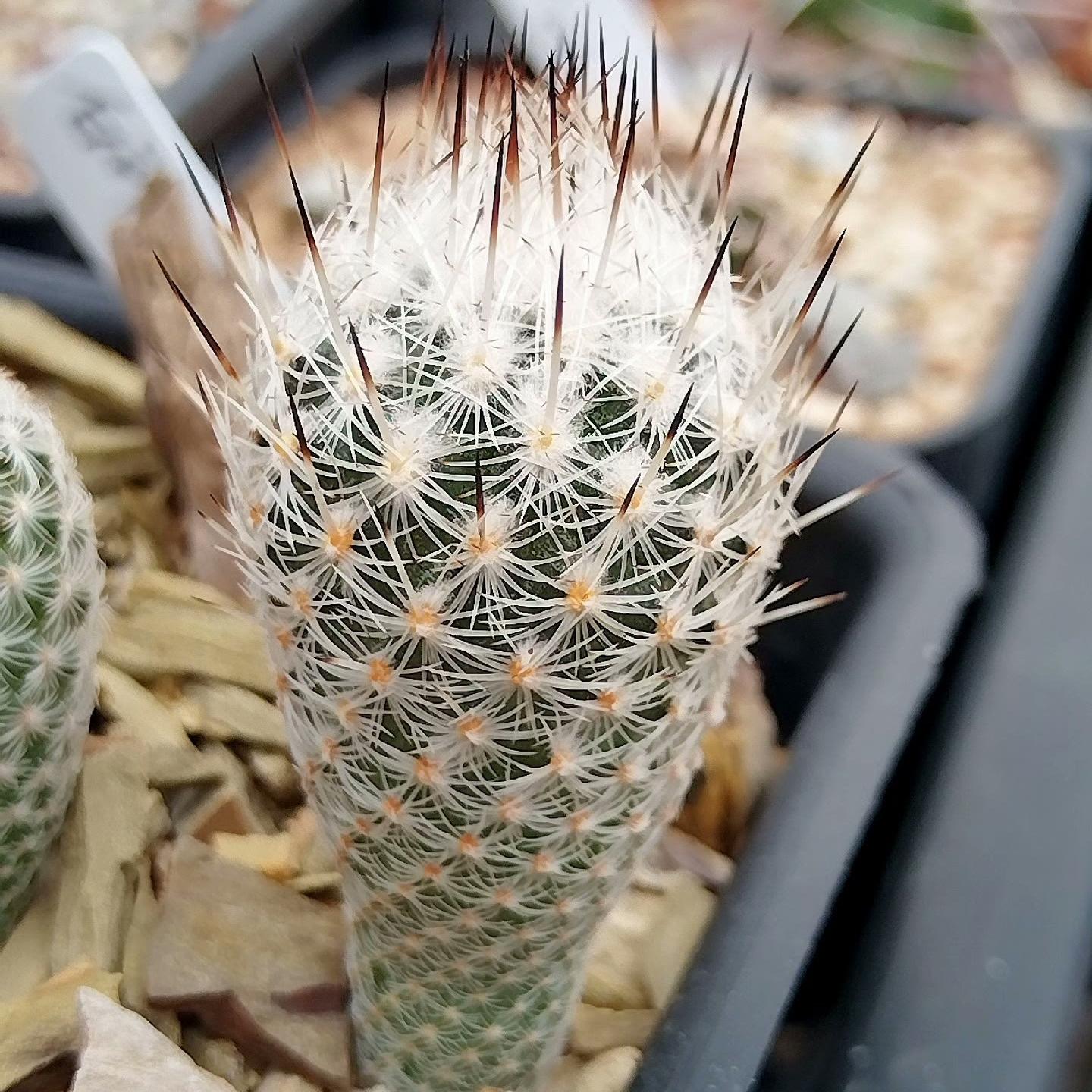 1.5-2cm Turbinicarpus mandragora ssp. zaragozae