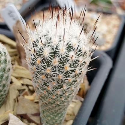 1.5-2cm Turbinicarpus mandragora ssp. zaragozae