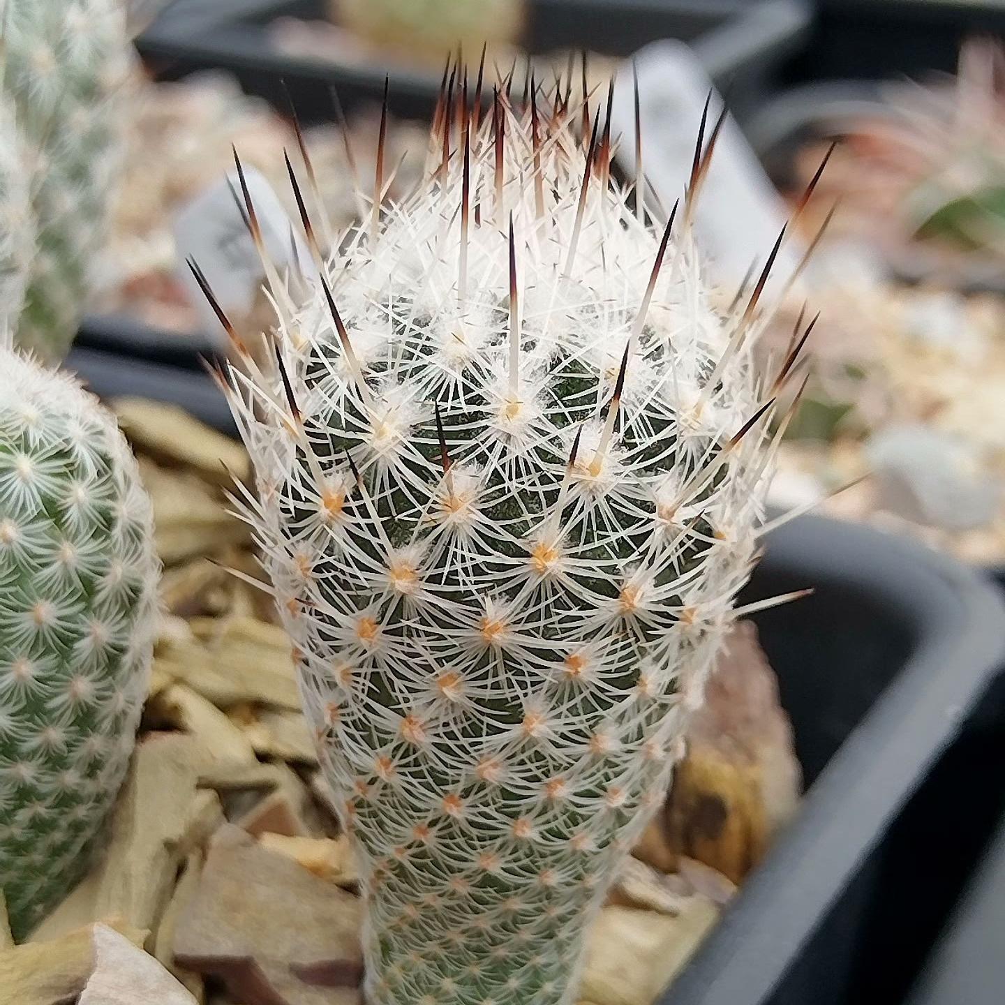 1.5-2cm Turbinicarpus mandragora ssp. zaragozae