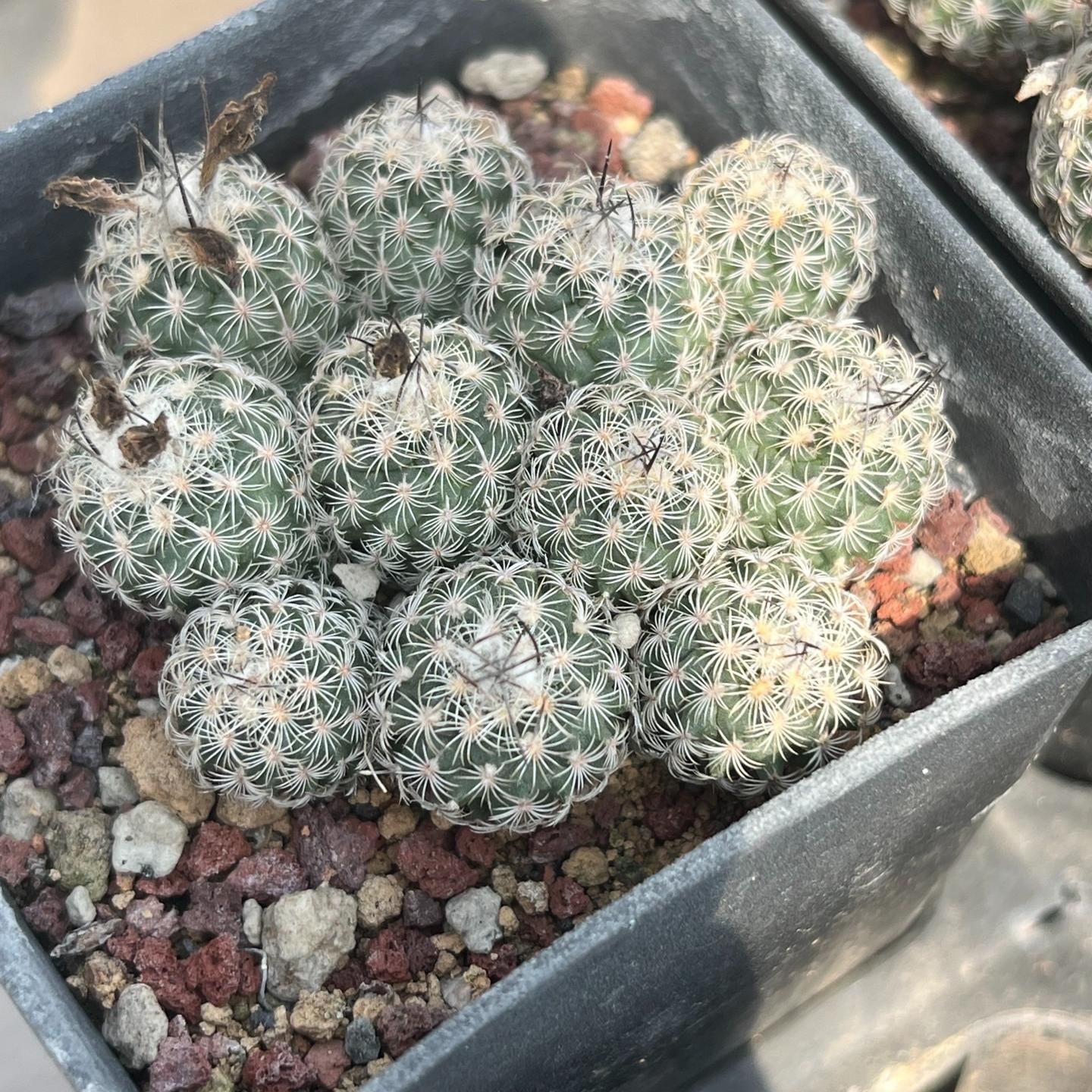 1.5-6cm Turbinicarpus schmiedickeanus ssp. dickisoniae