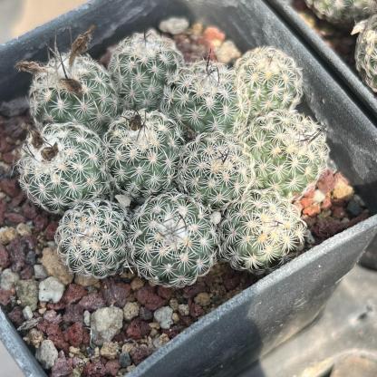 1.5-6cm Turbinicarpus schmiedickeanus ssp. dickisoniae