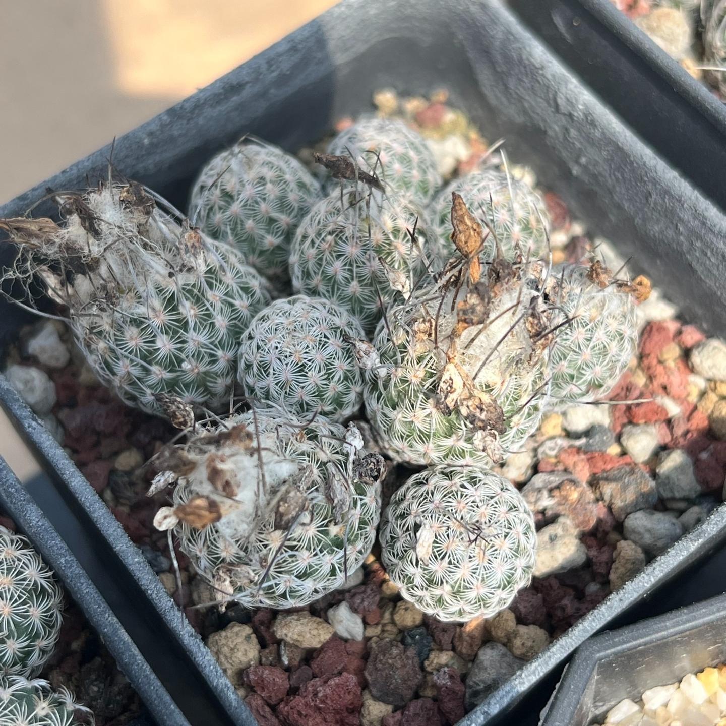 1.5-6cm Turbinicarpus schmiedickeanus ssp. dickisoniae