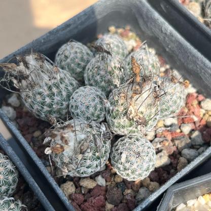 1.5-6cm Turbinicarpus schmiedickeanus ssp. dickisoniae