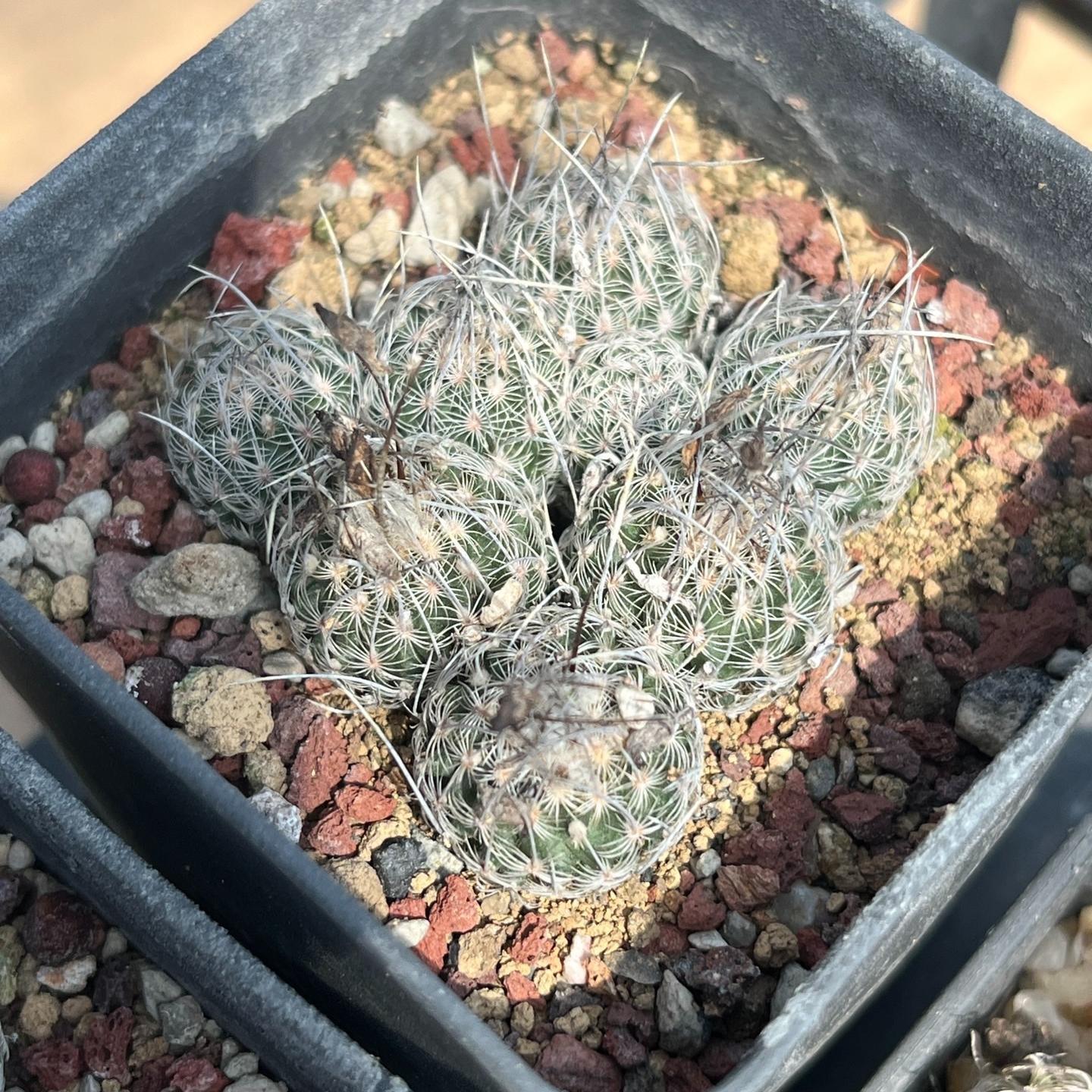 1.5-6cm Turbinicarpus schmiedickeanus ssp. dickisoniae