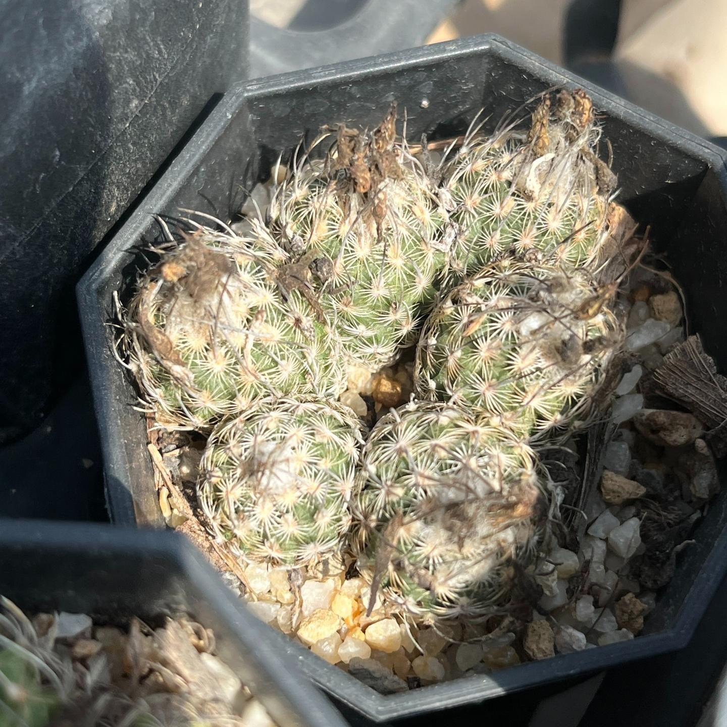 1.5-6cm Turbinicarpus schmiedickeanus ssp. dickisoniae
