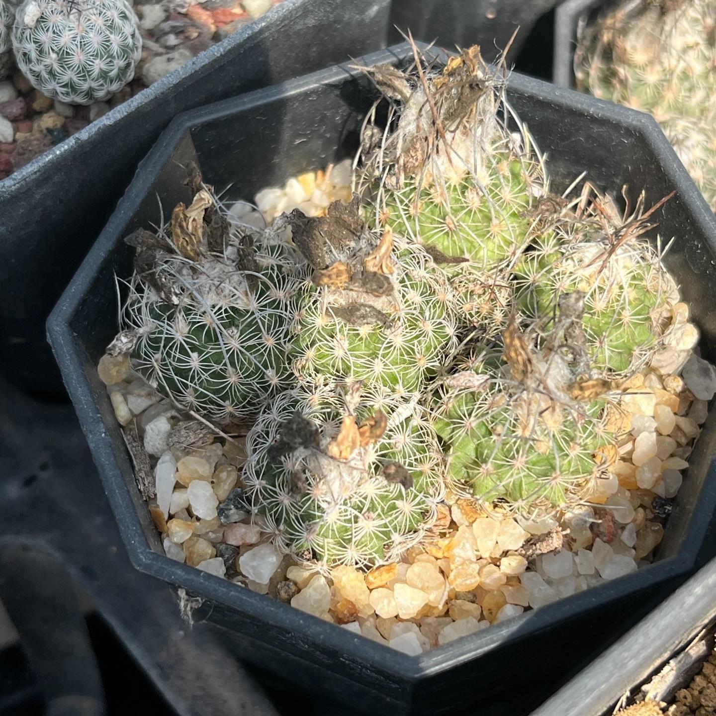 1.5-6cm Turbinicarpus schmiedickeanus ssp. dickisoniae