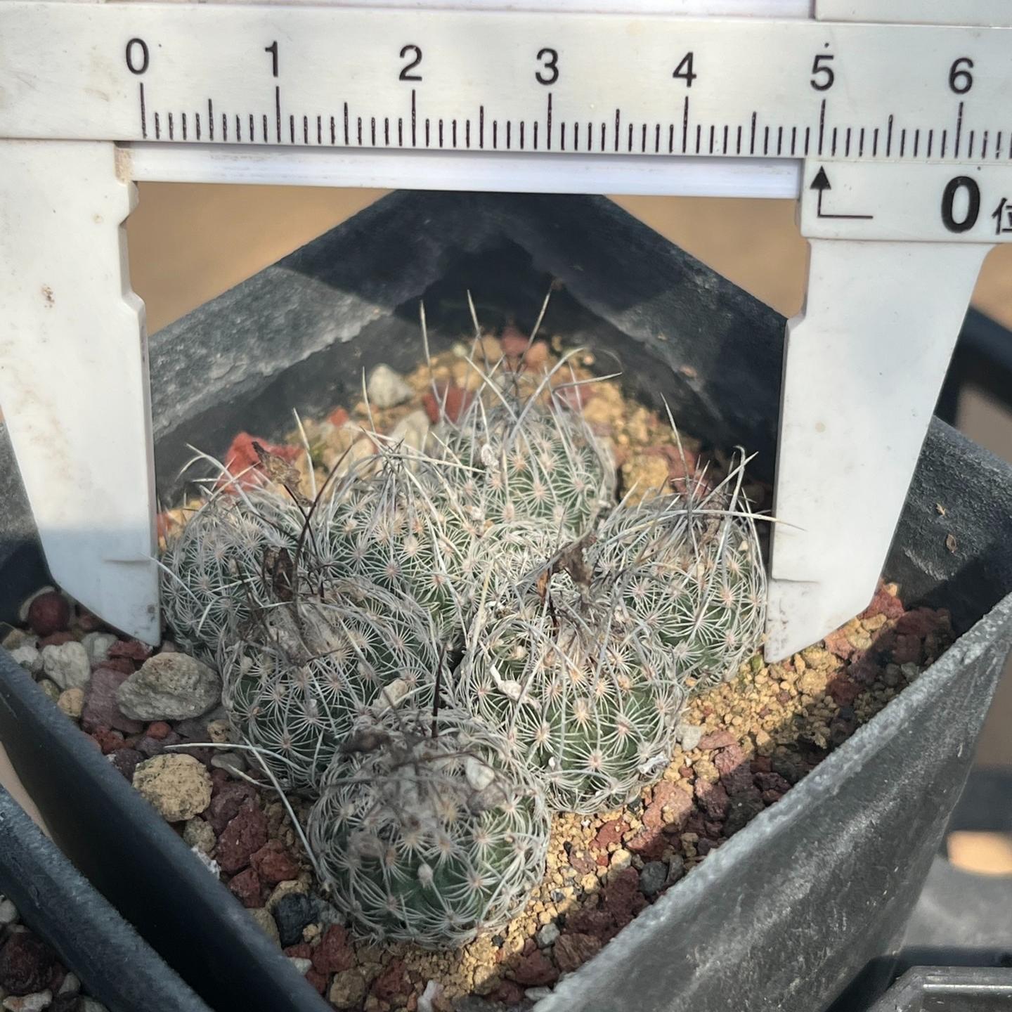 1.5-6cm Turbinicarpus schmiedickeanus ssp. dickisoniae