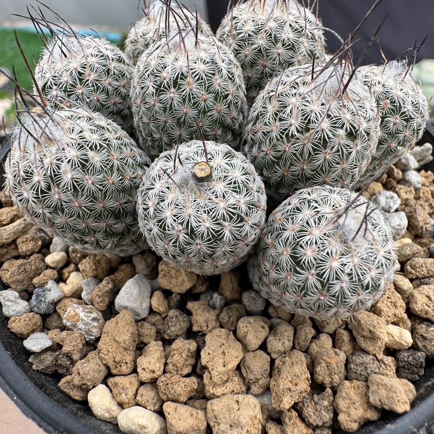 1.5-6cm Turbinicarpus schmiedickeanus ssp. dickisoniae